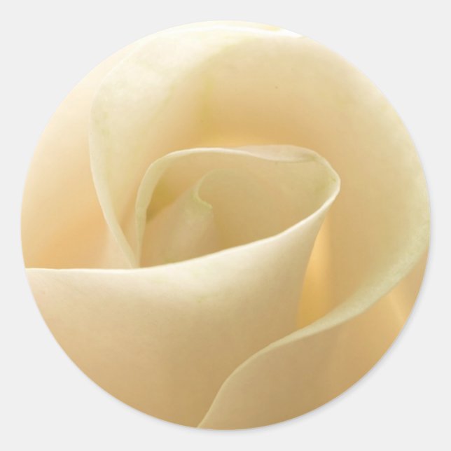 Pegatinas de casamiento de Rosa de marfil (Anverso)