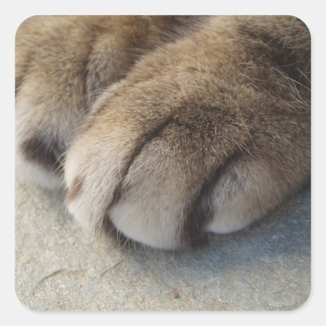 Pegatinas de Cat Paw (Anverso)