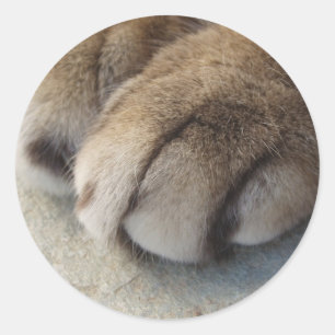 Pegatinas de Cat Paw