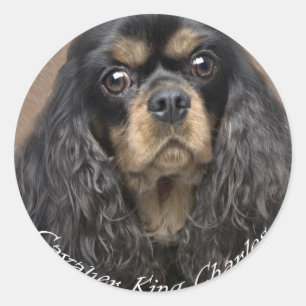 Pegatinas de Cavalier King Charles Spaniel