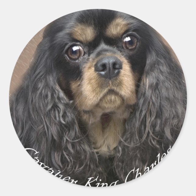 Pegatinas de Cavalier King Charles Spaniel (Anverso)