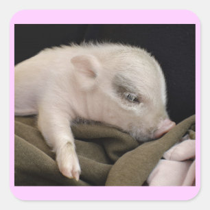 Pegatinas de cerdo durmiendo