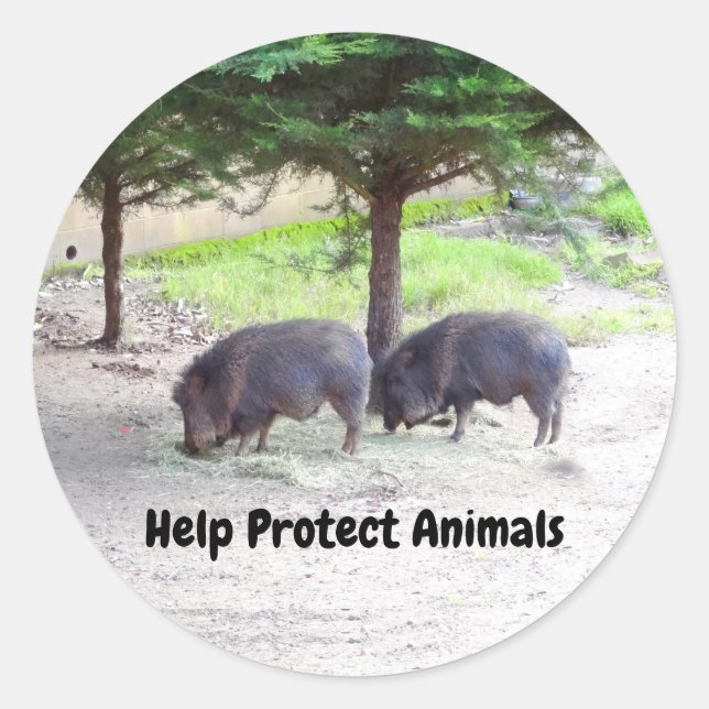 Pegatinas de Chacoan Peccary #3 (Anverso)