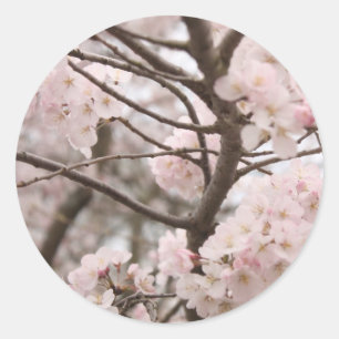 Pegatinas de Cherry Blossom