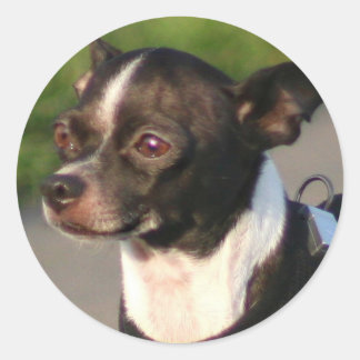 Pegatinas de Chihuahua