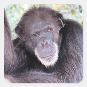 Pegatinas de chimpancé