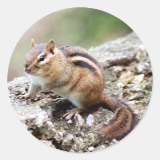 Pegatinas de Chipmunk