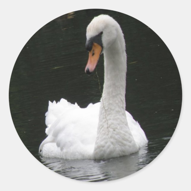 Pegatinas de cisne blanco (Anverso)