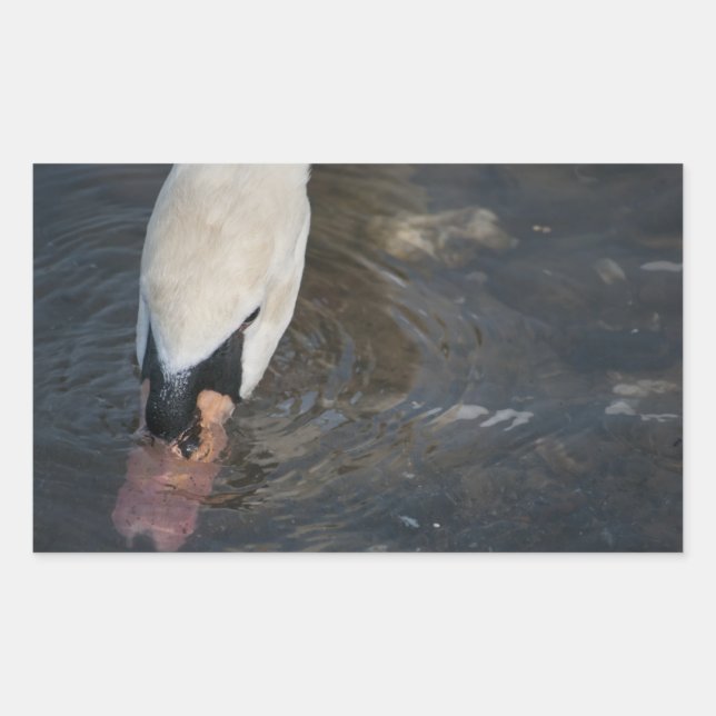 Pegatinas de cisnes (Anverso)