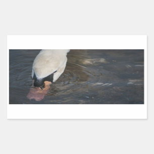 Pegatinas de cisnes