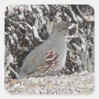 Pegatinas de codorniz de Gambel