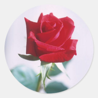 Pegatinas de coincidencia de rosa roja única