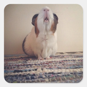 pegatinas de conejillos de Indias