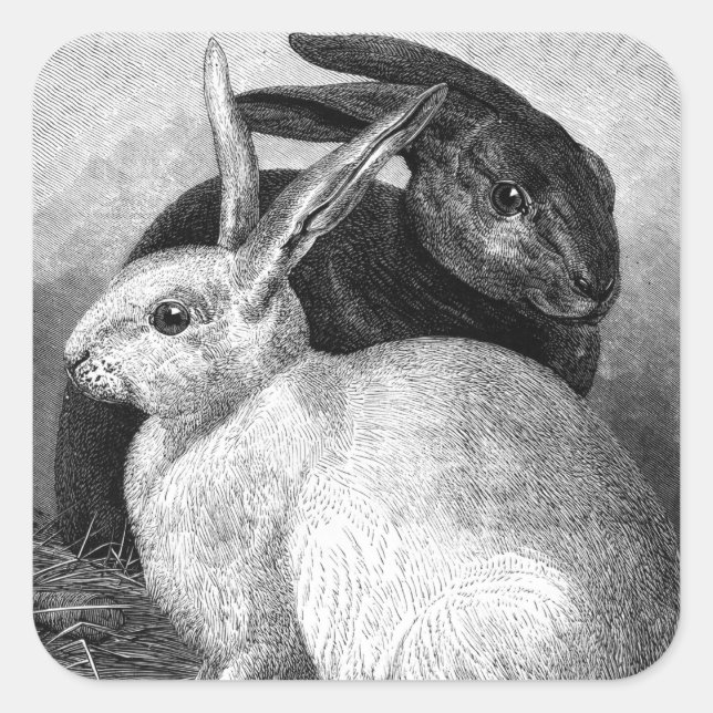Pegatinas de conejos (Anverso)