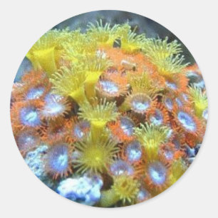 Pegatinas de coral