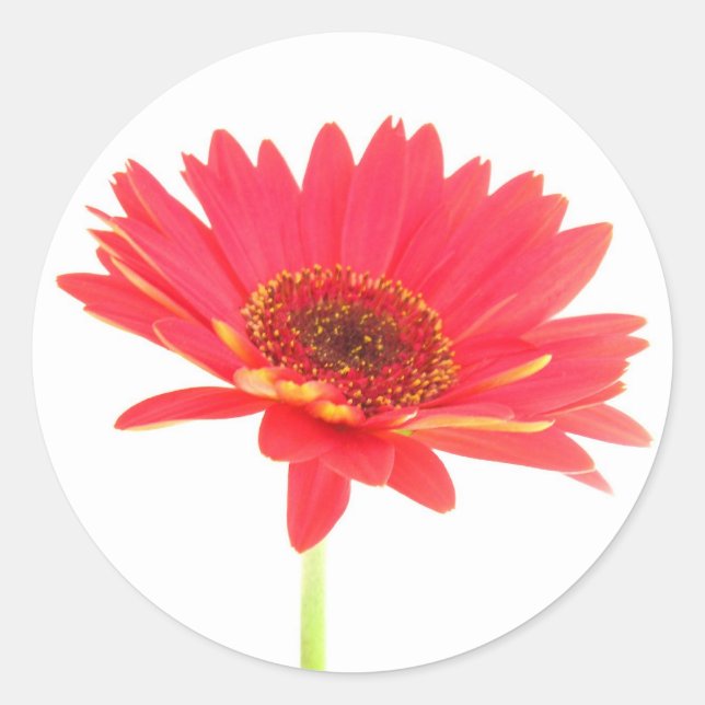 Pegatinas de Coral Red Gerbera Daisy (Anverso)