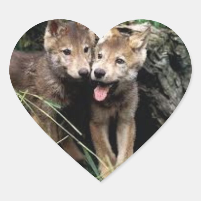 pegatinas de crías de lobo (Anverso)