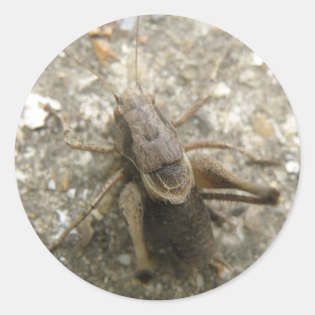 Pegatinas de críquet de campo marrón (Anverso)