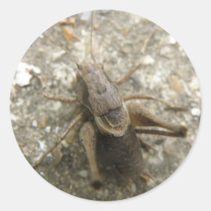 Pegatinas de críquet de campo marrón