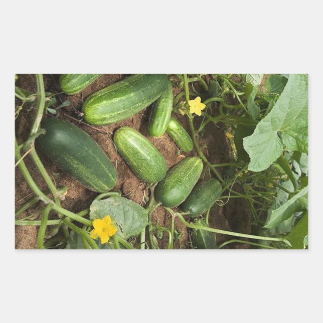 Pegatinas de Cucumber Patch Rectangle (Anverso)