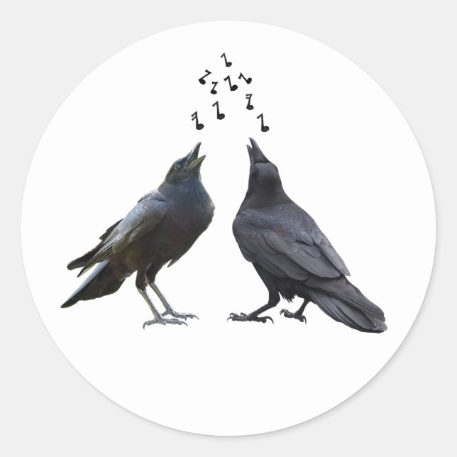 Pegatinas de cuervos cantantes (Anverso)