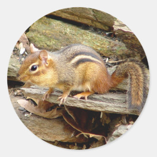 Pegatinas de Cute Chipmunk