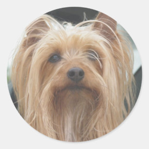 Pegatinas de Cute Doggie