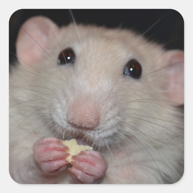 Pegatinas de Cute Dumbo (Anverso)