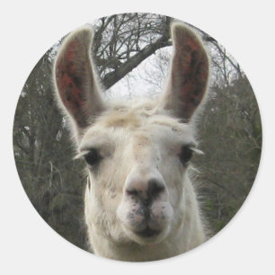 Pegatinas de Cute Llama