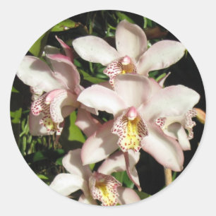 Pegatinas de Cymbidium Orchids