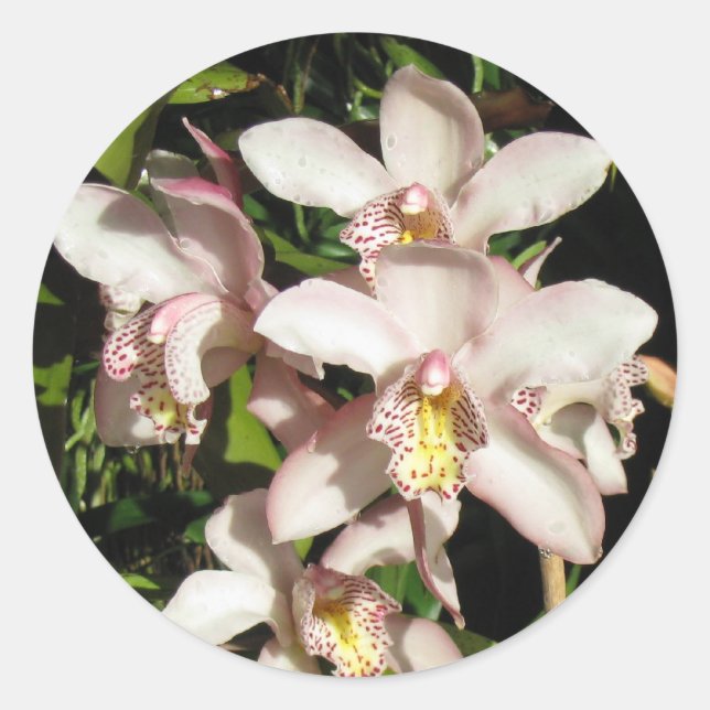 Pegatinas de Cymbidium Orchids (Anverso)