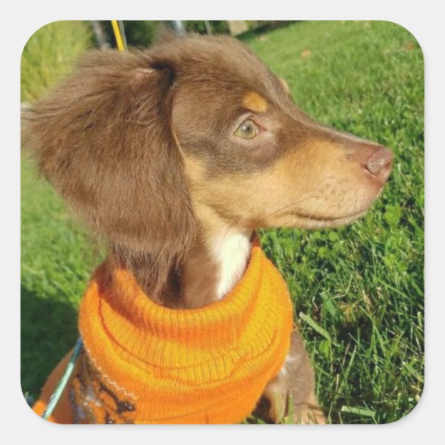 Pegatinas de Dachshund (Anverso)