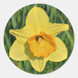 Pegatinas de Daffodil