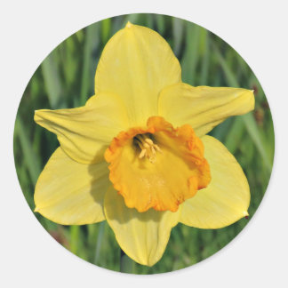 Pegatinas de Daffodil