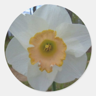 pegatinas de daffodil