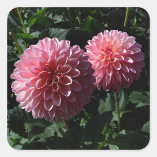 Pegatinas de Dahlia Valley Porcupine #1