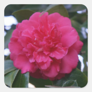 Pegatinas de Daikagura Camellia Roja