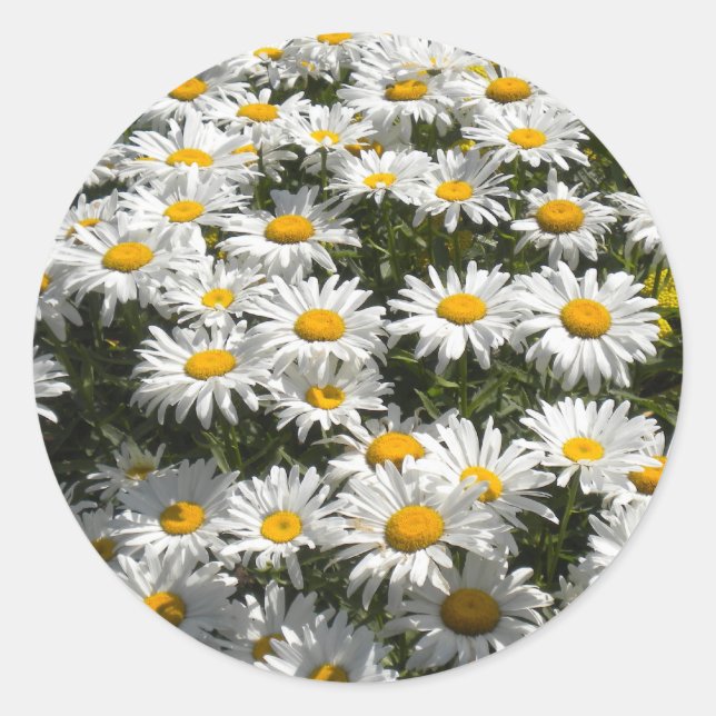 Pegatinas de Daisies (Anverso)