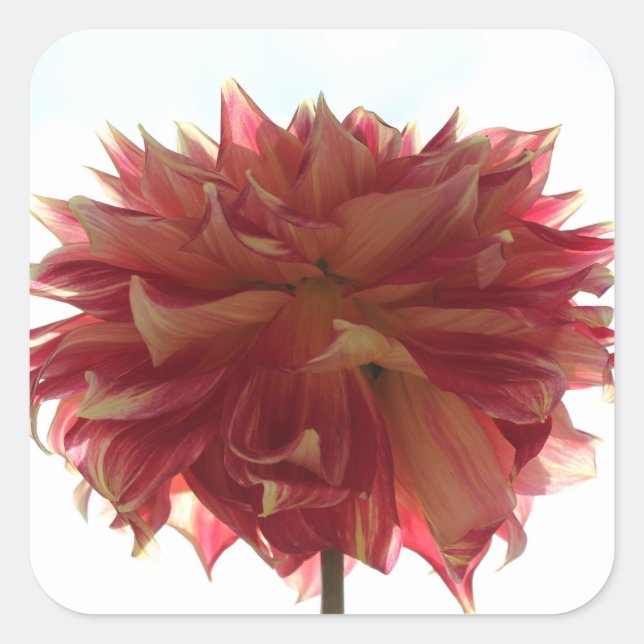 pegatinas de dalia rojas, naranjas y amarillas (Anverso)