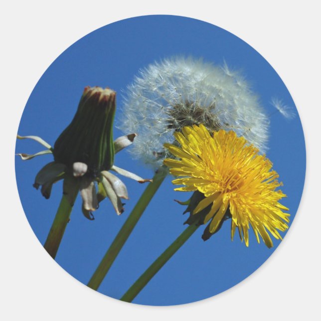 Pegatinas de Dandelion (Anverso)