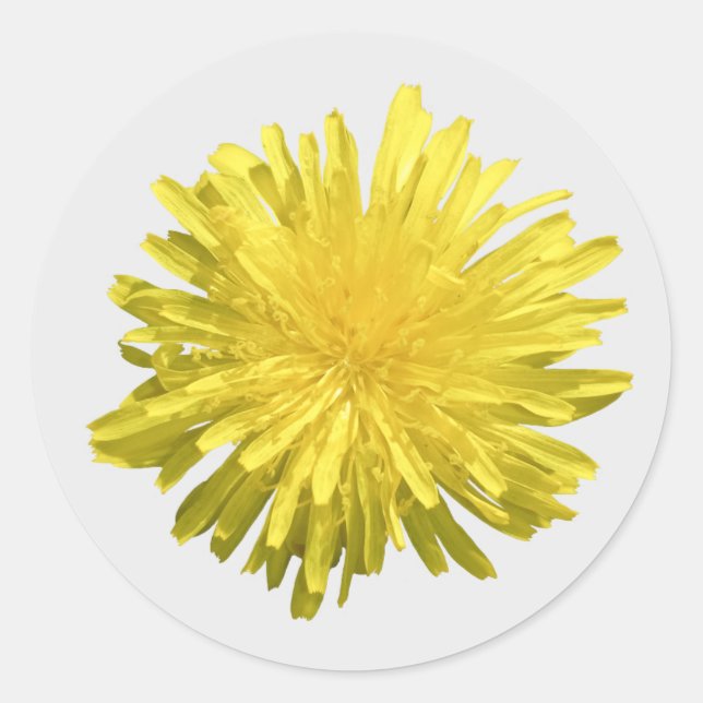 Pegatinas de Dandelion amarillos (Anverso)