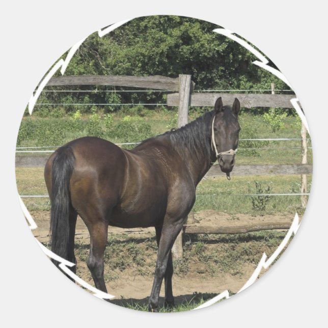 Pegatinas de Dark Bay Thoroughbred (Anverso)