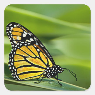 Pegatinas de diseño de mariposas monarca