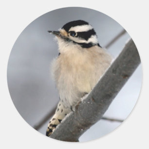 Pegatinas de Downy Woodpecker