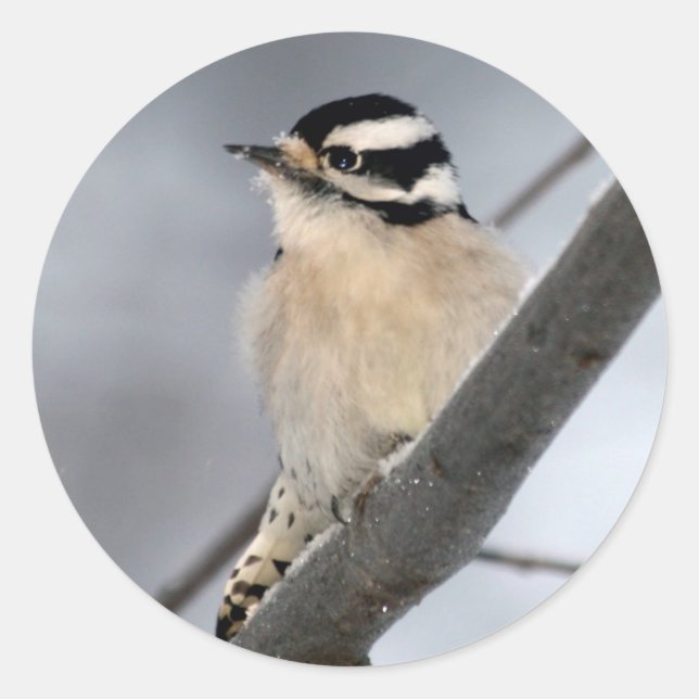 Pegatinas de Downy Woodpecker (Anverso)