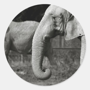 Pegatinas de Elefantes de Asia