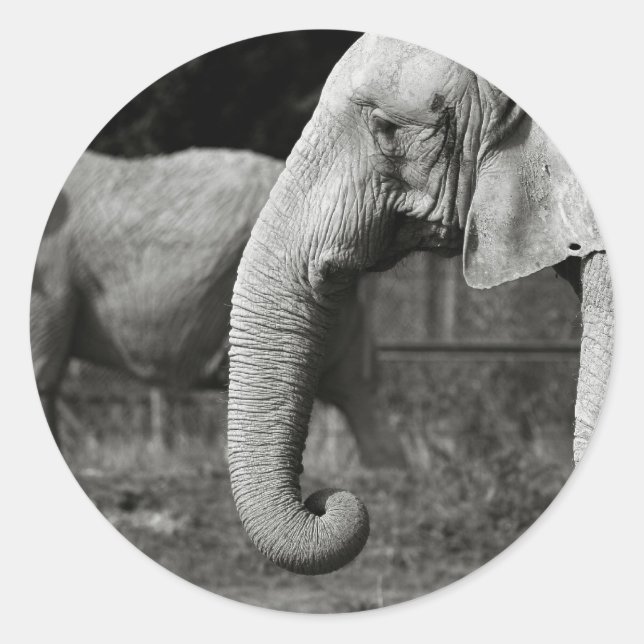 Pegatinas de Elefantes de Asia (Anverso)