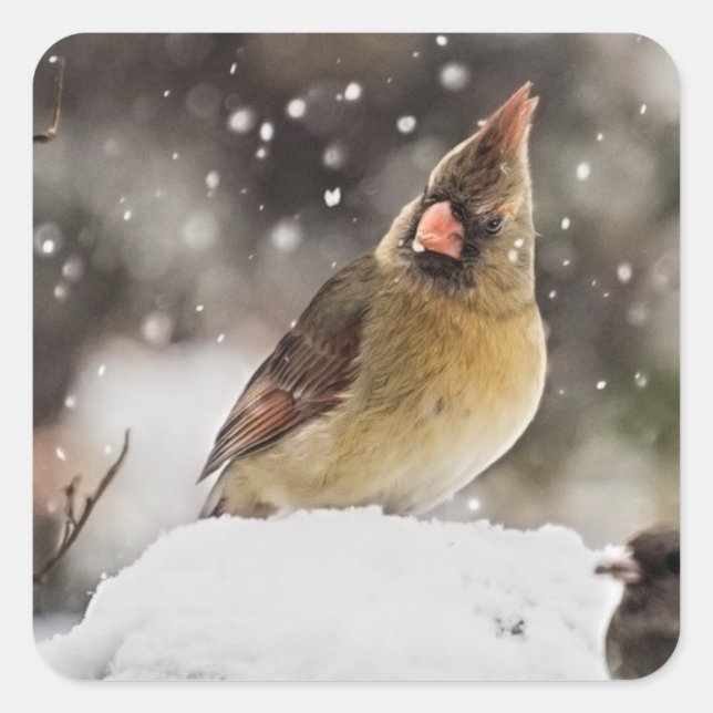 Pegatinas de escena de la nieve del cardenal bonit (Anverso)