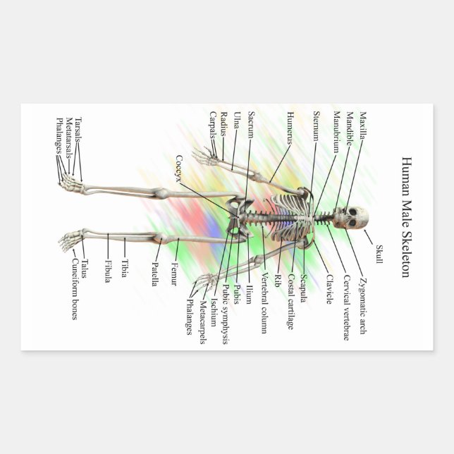 Pegatinas de esqueleto masculino humano (Anverso)