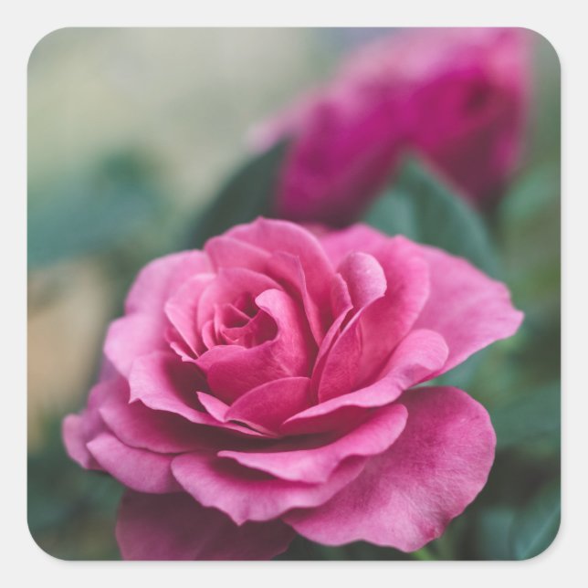Pegatinas de Favor de Sellos de Sobre de Rosa Rosa (Anverso)